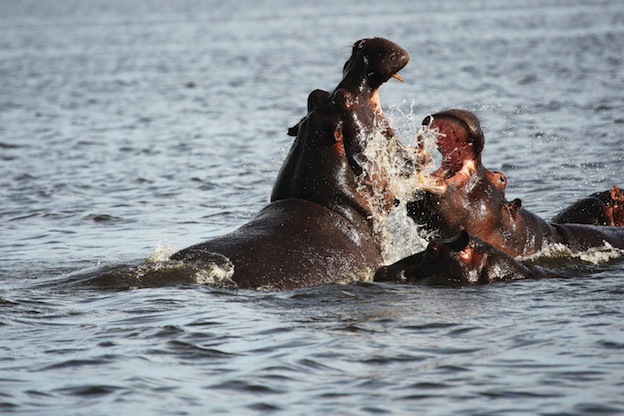 Agresión de los hipopótamos.