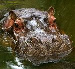 Detalles De Cerca De Un Gran Hipopótamo