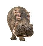 Hippopotamus Close-Up