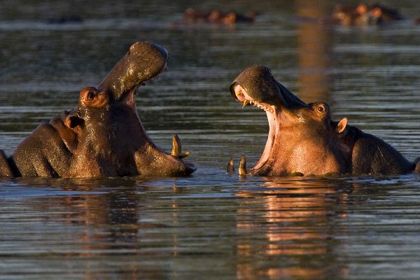 Male Hippopotamus In South Africa