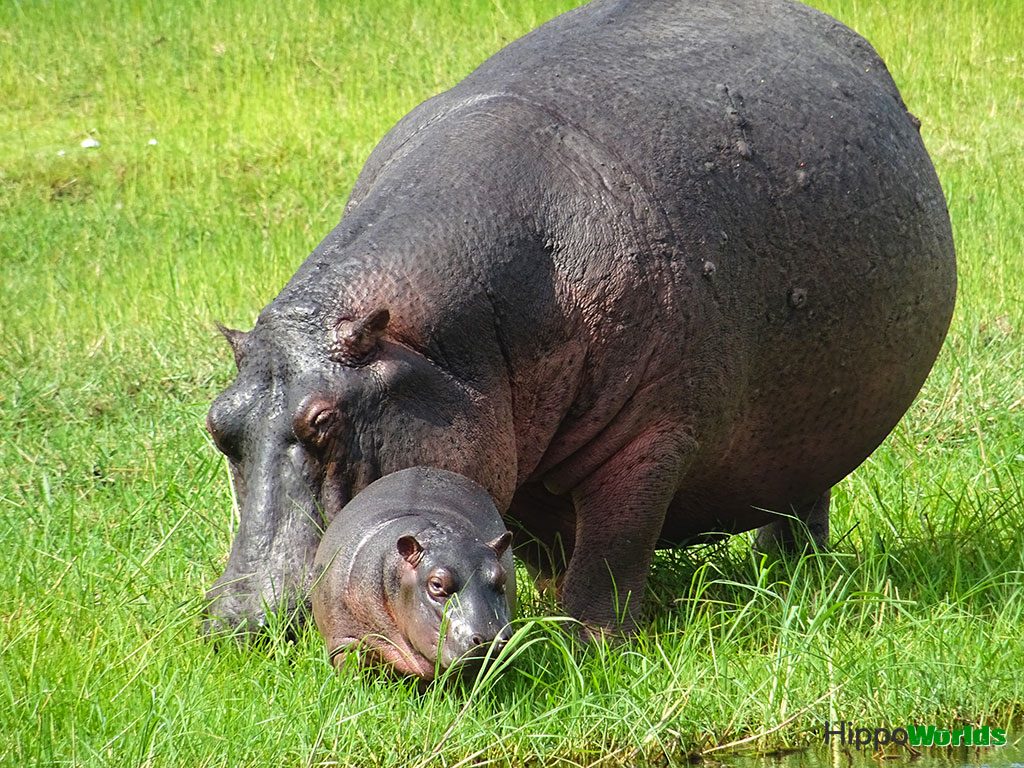 Hippo reproduction