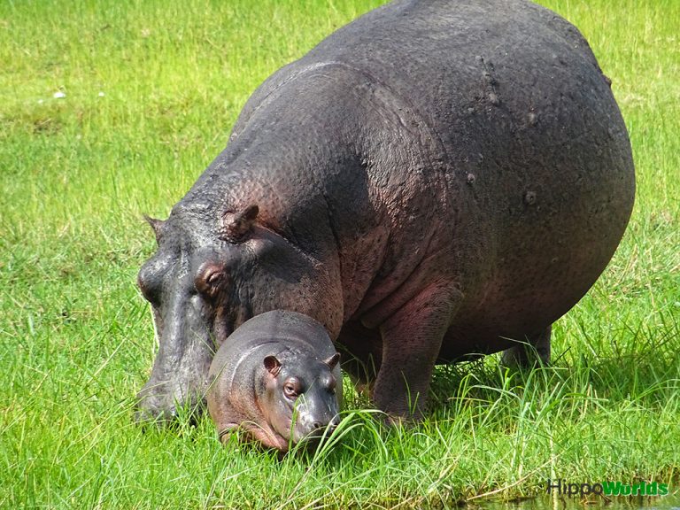 Do Hippos have Pink Milk? | Hippoworlds