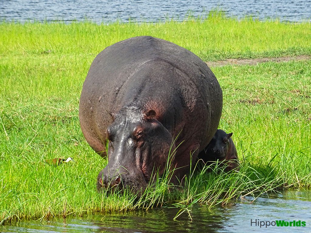 what do hippopotamus eat? The photo of a hippo eating.