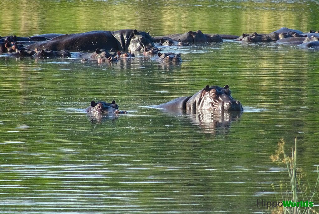 Pod of hippos in the water