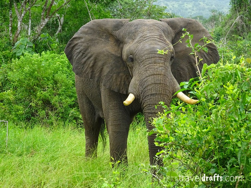 Elephant in Angola, behind a rush