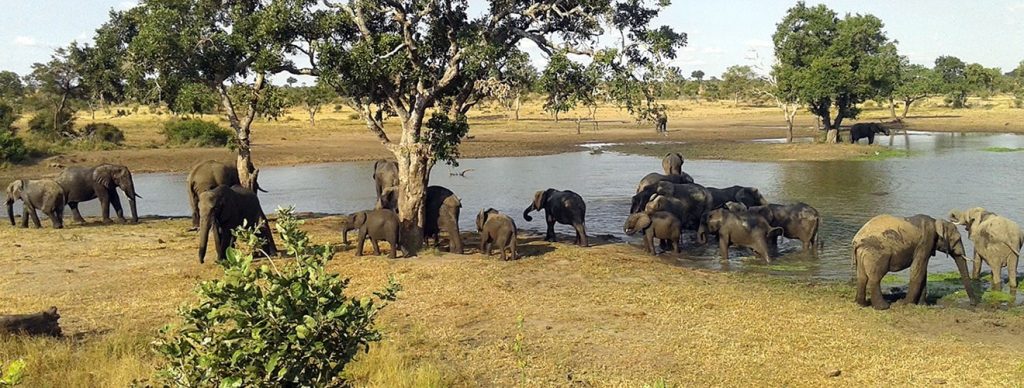 A herd of African elephants gathered by a lake in Kruger National Park.