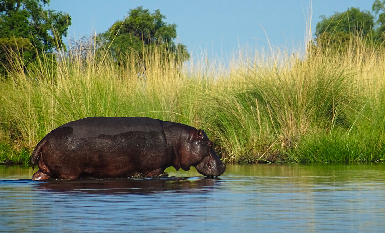 A hippopotamus swimming beside tall reeds and green riverbank vegetation.
