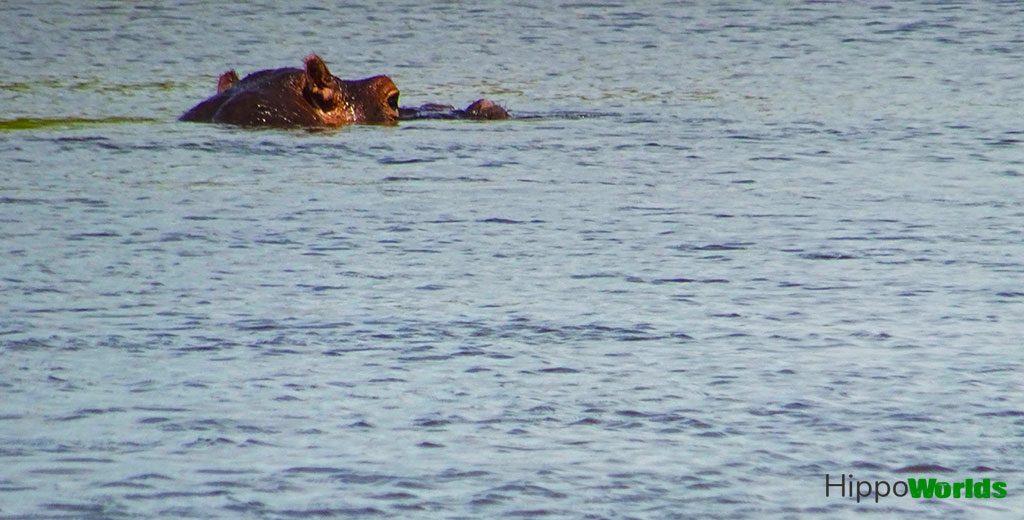 one hippo in the okavango delta