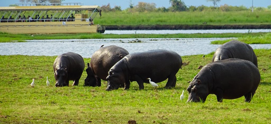 Types of Hippos - Hippoworlds