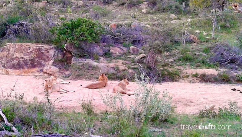 Several Lions resting in Kruger National Park