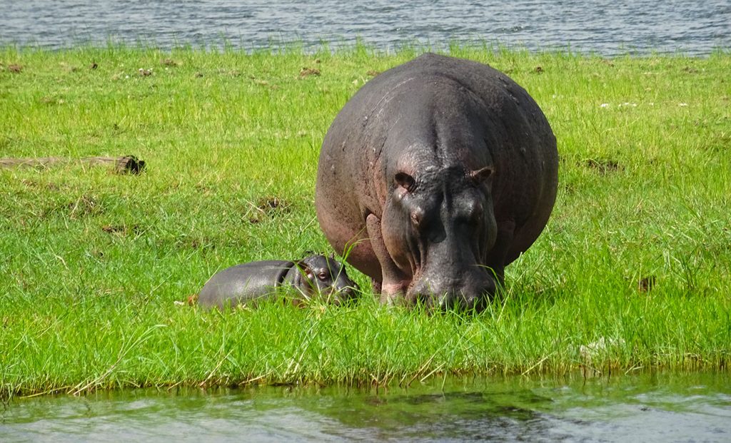 Mother hippo and calf - how do hippos reproduce