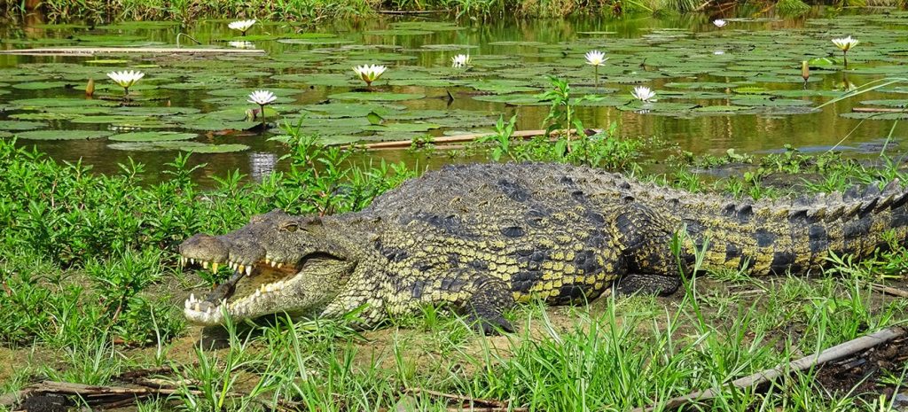 A crocodile resting and warming up under the sun, one the of the animals that can take a hippo.
