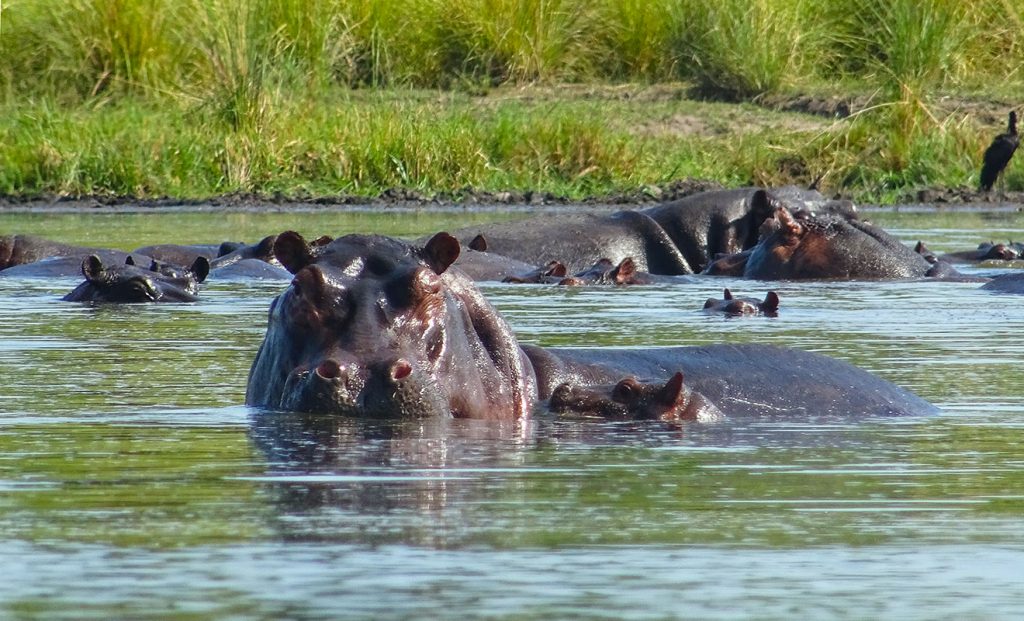 Learn about hippos