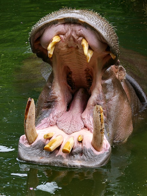 Hippo Teeth Facts