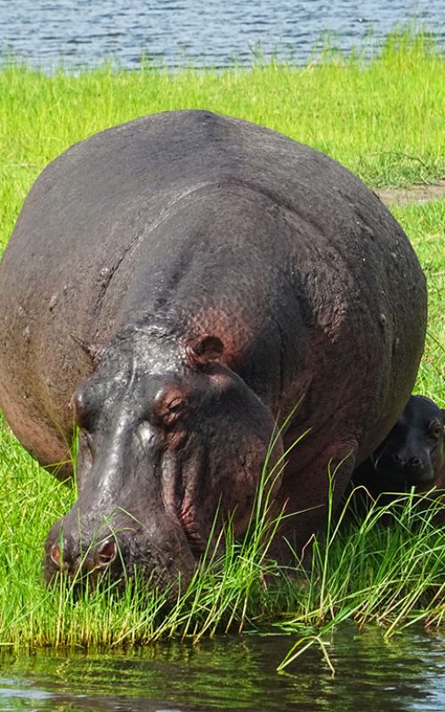 Baby-hippo-with-mother
