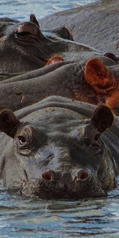hippos-in-group-cover