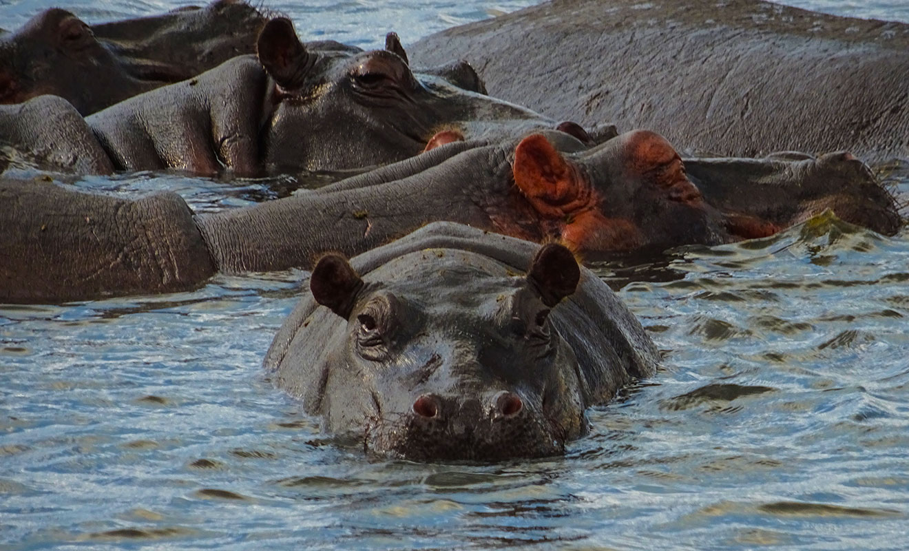 De que se alimenta el hipopotamo